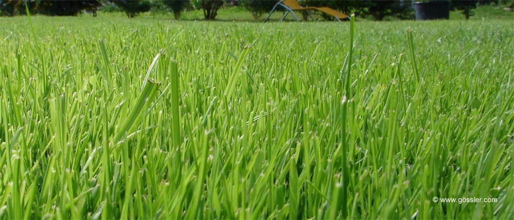 gössler.com - Rasen